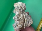Platybeledon Gompotherium Relative Fossil Tooth - Miocene  minor Restoration 