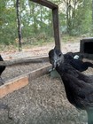 Ayam Cemani Hatching Eggs     All Black Project Line  Low Leakage Traits