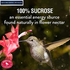 Perky-pet Hummingbird Nectar Concentrate 8 Ounce  pack Of 1   Original Red