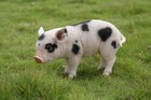 Standing Baby Pig Garden Statue Garden Decoration Farm Home Decor