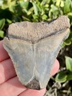 Natural Beautiful 2 40    Megalodon Tooth Fossil Shark Teeth