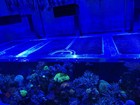 240 Total Gallon Salt Water  Red Sea Reefer  3xl G2 