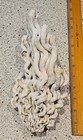 Vermetidae Recta Worm Snail Shell Cluster Gastropod Fossil 9  Long