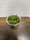 100  Salvinia Minima  water Spangles    Easy Floating Live Aquarium Plant