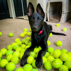 100 Used Tennis Balls For Dogs - Free Shipping 