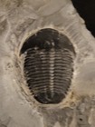 1 0  Elrathia Kingii Trilobite Fossil In Matrix House Range Utah Cambrian Age