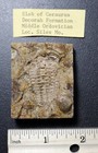 Rare Ordovocian Trilobite Ceraurus From Decorah Formation  Silex  Missouri