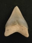 2 2  Bone Valley Megalodon Shark Tooth Fossil Florida