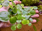 12 Amazon Frogbit Floaters   Easy Live Freshwater Aquarium   Pond Plants