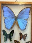 Vintage Framed Real Butterfly Collection Shadow Box Display Blue Morpho Set Of 7