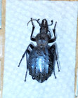 Carabidae  Cychrus Tuberculatus From Pacific Northwest  A1 a-  Rare 