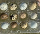12 Hollow Mini Quail Eggs -hand Blown Eggshells For Crafts   free Shipping  