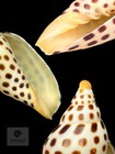 Scaphella Elizabethae 95 2mm     Tsc  00517vol