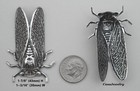  5013 Large Antiqued  925 Sterling Silver Plated Cicada