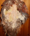 Ring Neck Pheasant Fly Tying  Display  Skin Pelt Feathers