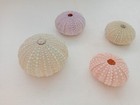 12 Beautiful Colorful Sea Urchin Shells For Air Plant Holder Diy From Portugal