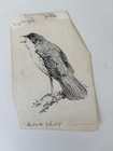 Allen Seaby 1867-1953original  Ink Drawing  nightingale  Gallery Provenance
