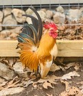 8  Traditional Serama Hatching Eggs-the Tiniest Breed Of Chicken
