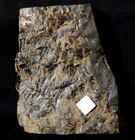 Very Rare Shiny Mariopteris Robusta Glossy Liana Climber Fern Fossil Plant  