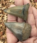 Pair Of Green Belgian Extinct White Shark Teeth Fossils C  Hastalis