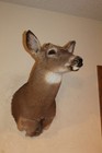 Whitetail Deer Head Shoulder Mount Taxidermy Mount Antler Hunt Rack Mule Hide