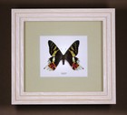 Real Framed  Butterfly Urania Ripheus  Sunset Moth