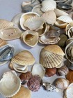 Shells For Jewelry Making 1 5 Lbs Mixed Size Seashells Crafts Aquarium Decor