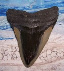 Megalodon Shark Tooth 4 1 4 Shark Teeth Huge Sharp Fossil Stunning Color  real