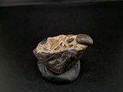 Real Permineralized Reptile Egg Fossil  turtle 