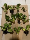 7 Water Hyacinth Small Baby  Live Aquarium Beo Luc Binh Baby Plant Koi Pond
