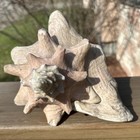 Large Pink Queen Conch Shell 9   x 7    X 5    Huge Natural Beautiful Ocean Art