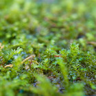 Java Moss Mats Vesicularia Dubyana Live Plants Aquatic Tank Nature  Freshwater