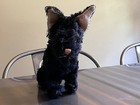 Vintage Steiff Black Mohair Scottish Terrier Scotty Dog Glass Eyes - Fair