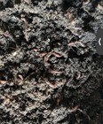 100  Live Red Wiggler Worms - Composting   Fishingbait - Clean   Active In Coir