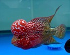 Premium Super Red Dragon Flowerhorn - Vibrant Red - High Quality Live Cichlid