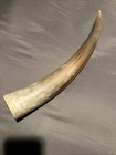 Polished Cow Horn 14    Western Decor Steer Bull Viking Scrimshaw
