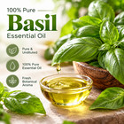 Basil Essential Oil     100  Pure   Natural   Therapeutic Grade   5ml To 1 Gallon