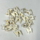 Lot Of 20 Real Coyote Molars Teeth Taxidermy Art Weird Odd Project Unqiue   3017