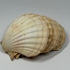 8 Large Natural Scallop Shells For Baking Crafts Nautical Decor 4 5x5   