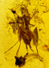 A101 Bu3651 Orthoptera In Authentic Burmese Amber Burmite  99mya