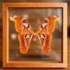 Giant Atlas Moth  attacus Atlas      Real Framed Butterfly  Double Glass Shadowbox