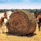 6x6ft Large Round Bale Hay Net For Horses heavy Gauge Knotless Slow Feed Hay Net