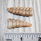 2 Small Rattlesnake Rattles   969    Taxidermy Diamondback Sidewinder