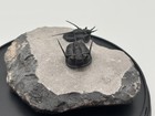 Trilobite Fossil Cyphaspis Walteri Morocco Devonian  Free Shipping Us 