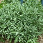 Extrakta Sage Seeds   Heirloom   Non-gmo   Free Shipping   Herb Seeds   1168