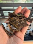 51 4grams Sericho Pallasite Meteorite Slice