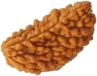 1 Mukhi Nepali Rudraksha 100  Natural  Original   Certified Astrological Loose B