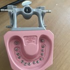 Columbia Dentaform Co False Teeth Dentures Dental Model