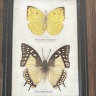 Real Butterfly   Moth Insect Specimens Lot Of 5 Wood Picture Frame Display