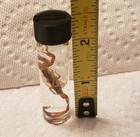 Striped Bark Scorpion Centruroides Vittatus Wet Specimen From Usa